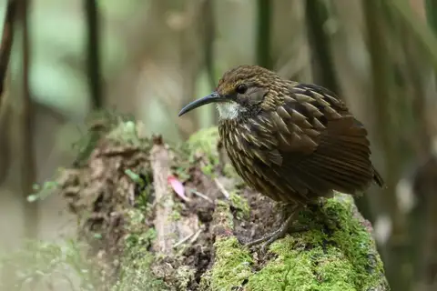 White-throated Wren-Babbler