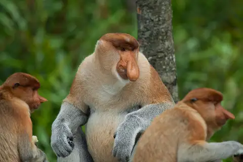 Proboscis Monkey