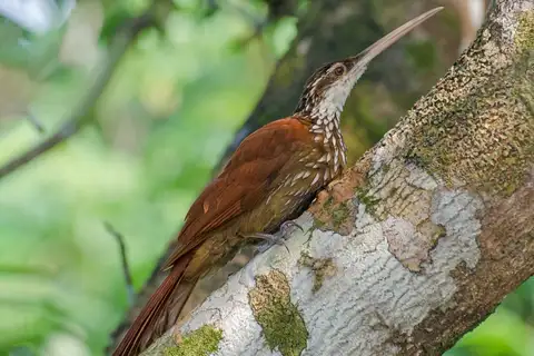 Long-billed Woodcreeper