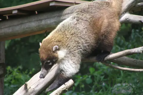 White-nosed Coati