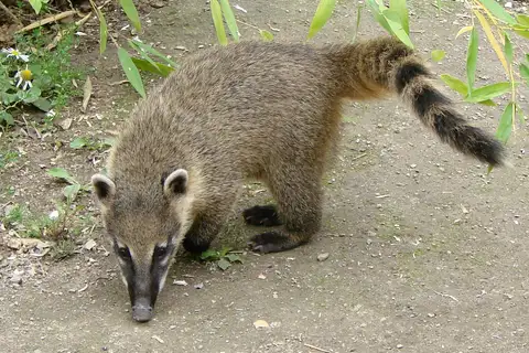 South American Coati