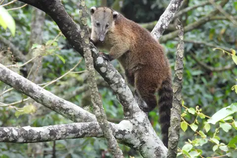 Mountain Coati