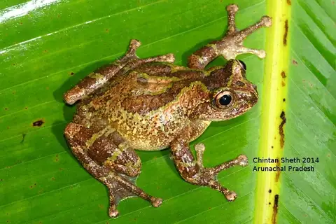 Nasutixalus medogensis