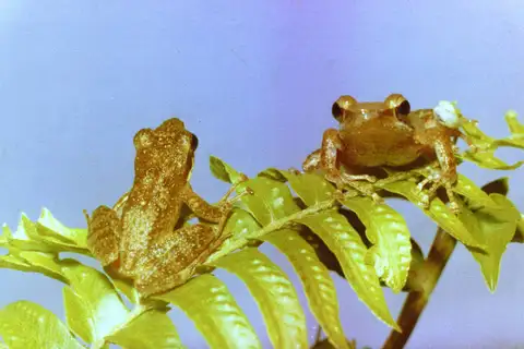 Boneberg's frog