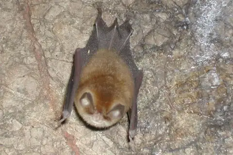 Mexican Greater Funnel-eared Bat