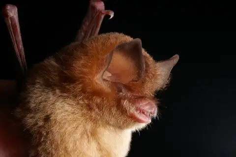 Mexican Funnel-eared Bat