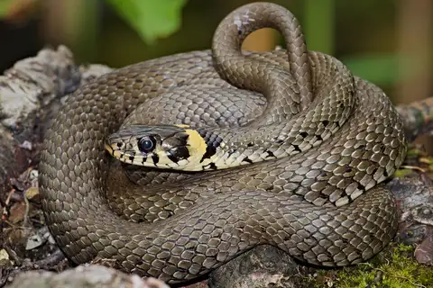 grass snake