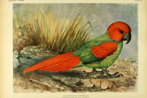 Rodrigues Parrot