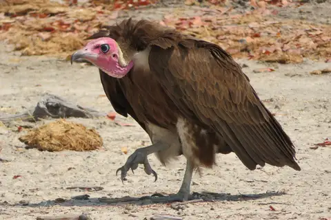 Hooded Vulture