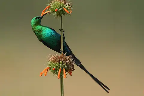 Malachite Sunbird