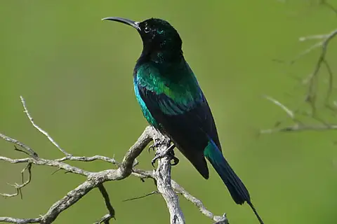 Scarlet-tufted Sunbird