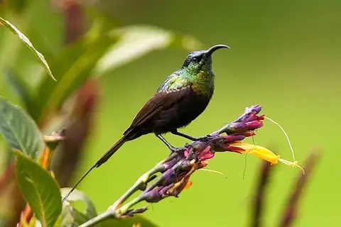 Bronze Sunbird