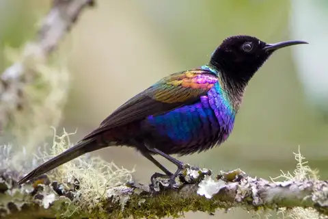 Purple-breasted Sunbird