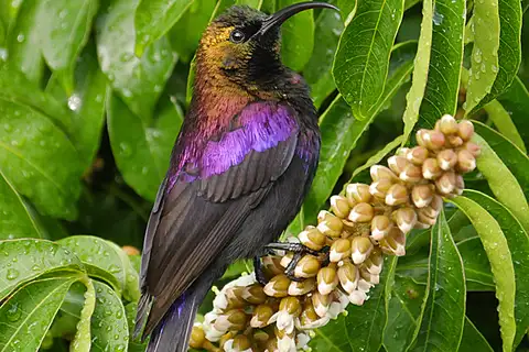 Tacazze Sunbird
