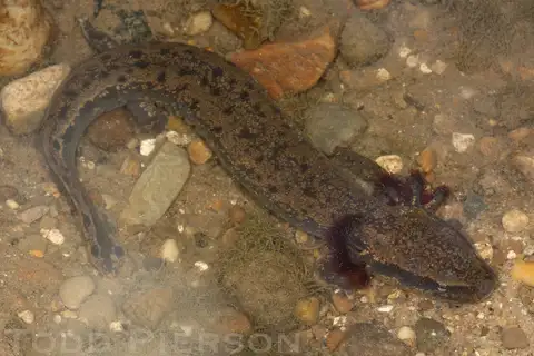 Common Mudpuppy