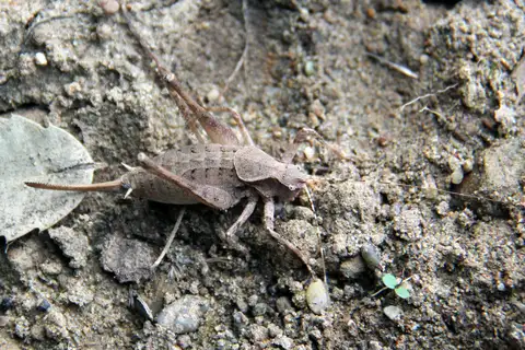 Carinated shield-back katydid