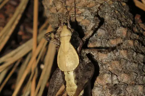Kings Canyon Shieldback