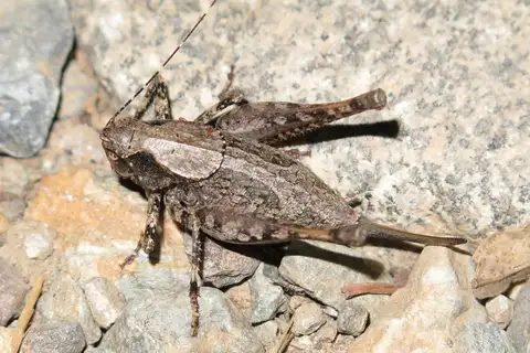 Big Trees Shieldback