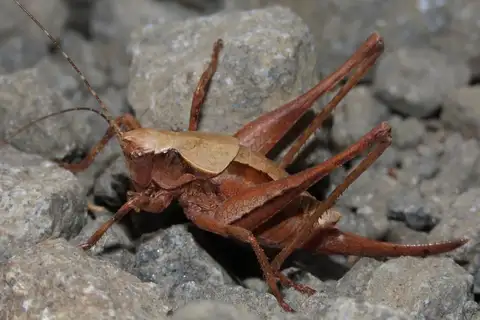 Steindachner’s Shieldback