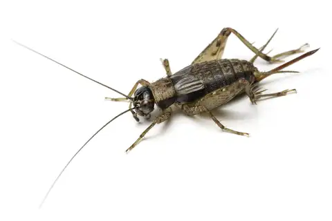 Wood Cricket