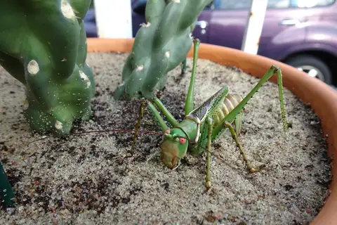Greater Arid-land Katydid