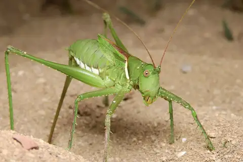 Lesser Arid-land Katydid