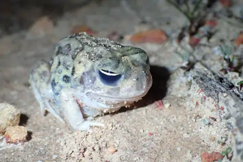 White-footed Trilling Frog
