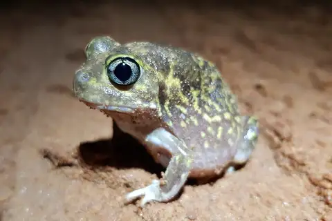 Northern Trilling Frog