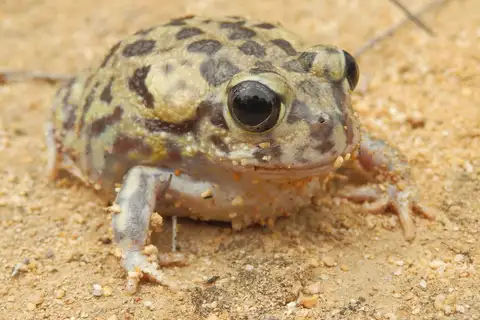 Wheatbelt Frog