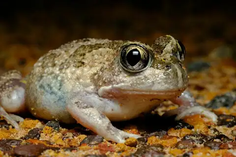 Humming Frog