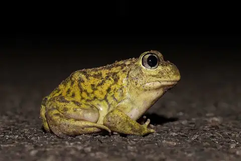Painted Trilling Frog
