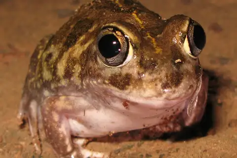 Desert Trilling Frog