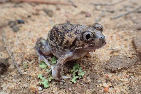 Shoemaker Frog