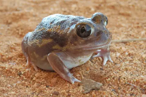 Plonking Frog