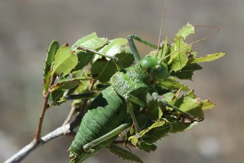 Lusitanian Saddle Bush-cricket