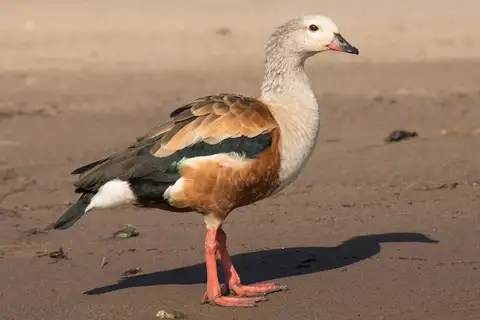 Orinoco Goose