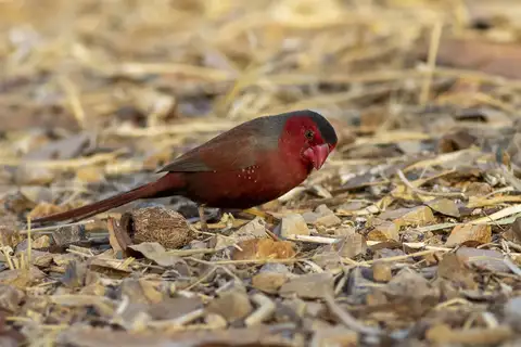 Crimson Finch