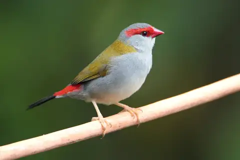 Red-browed Finch