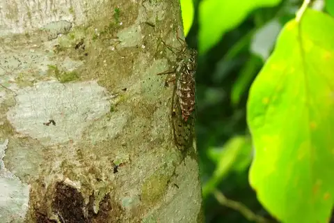 Lowland Painted Cicada