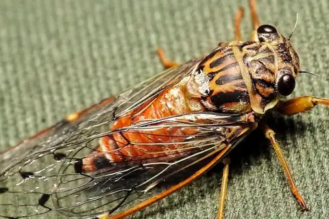 Chisos Cicada