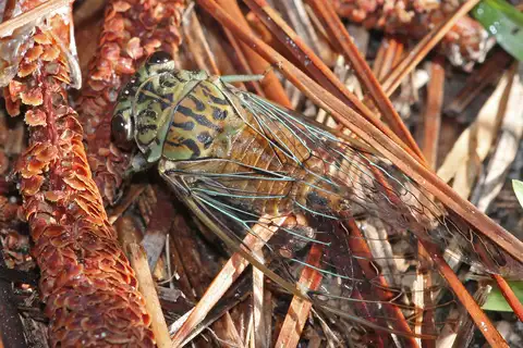 Hieroglyphic Cicada