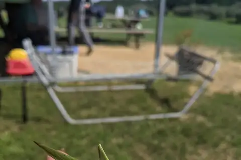 False Robust Conehead