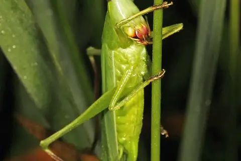 Sword-bearing Conehead