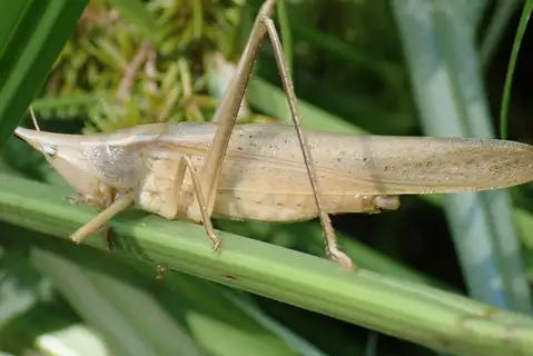 Slightly Musical Conehead Katydid