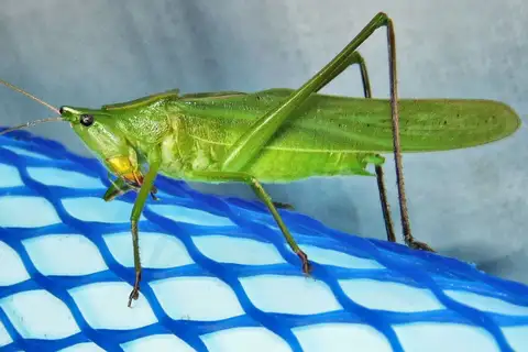 Round-tipped Conehead