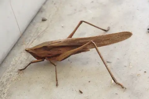 Broad-tipped Conehead