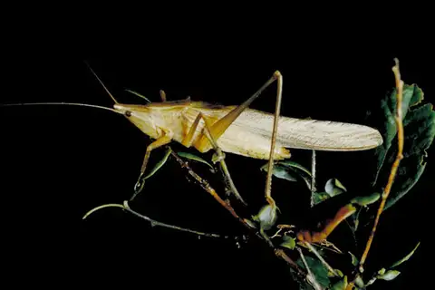 Neoconocephalus velox