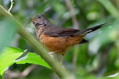 White-tailed Ant Thrush