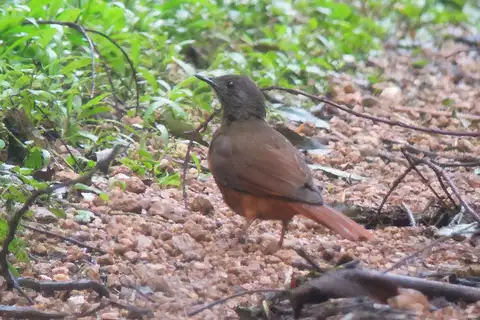 Red-tailed Ant Thrush