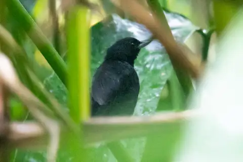 Black Bushbird